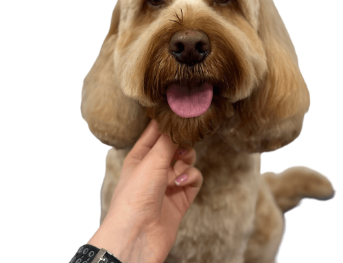 Why Doodle Coats Are So High Maintenance (And What Owners Need To Know)