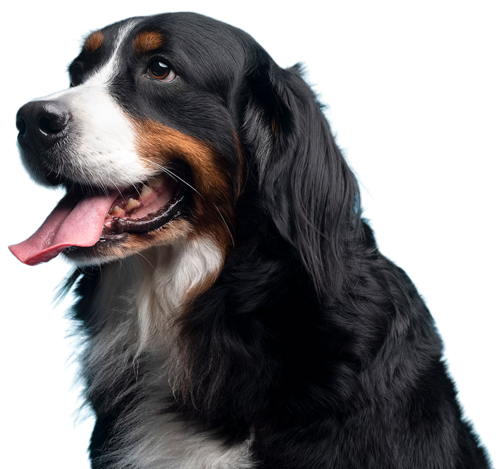 Dog-Grooming-Bucks-chipperfield