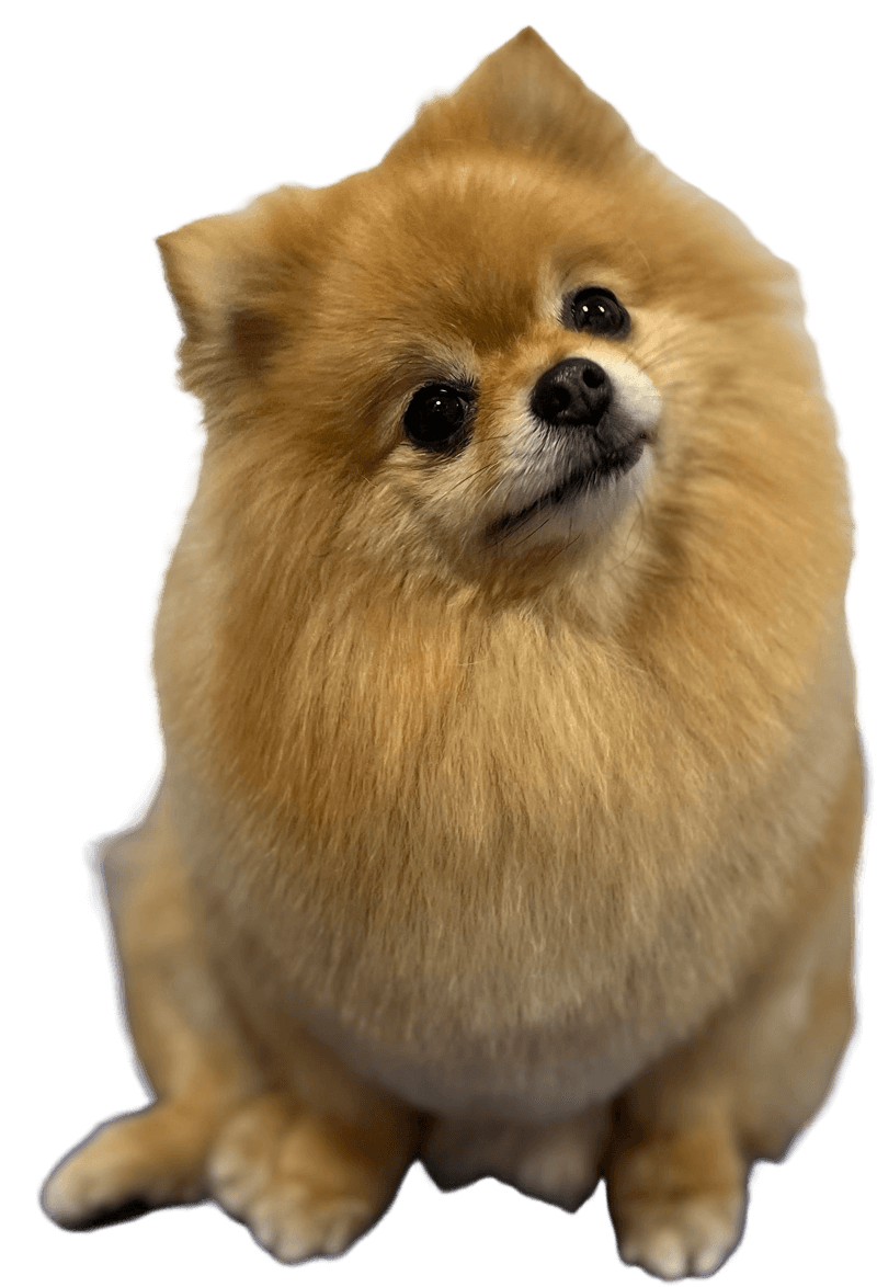 Full-Groom-for-Dogs-Chipperfield