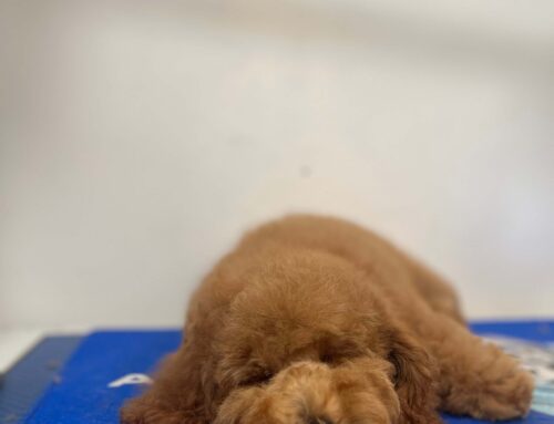 How Often Should My Dog Be Groomed? A Professional Groomer Explains